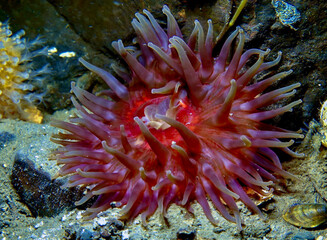 Red sea anemone from Norway © Sakis Lazarides