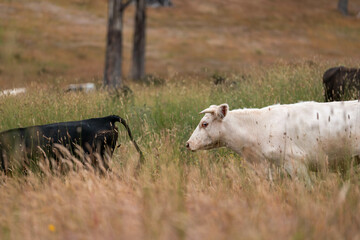 herd of angus cows in tall grass grazing at dusk in an australia. free range grass fed beef cattle