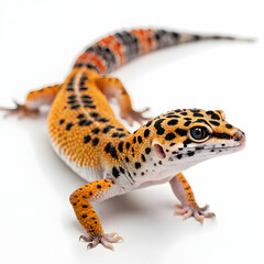 Obraz premium Stunning Tangerine Leopard Gecko: High-Res Pet Reptile Image