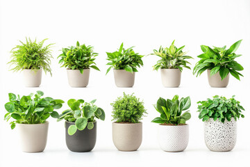 Set of different houseplants in pots isolated on white