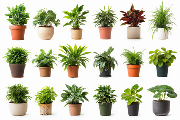 Set of different houseplants in pots isolated on white