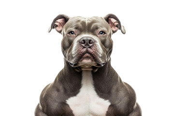  Majestic Dog Portrait: A striking close-up showcases the noble gaze of a well-groomed dog, its strong physique and captivating features amplified against a serene backdrop. 