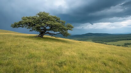 Fototapeta premium Solitary Tree on Grassy Hill Under Dramatic Stormy Sky