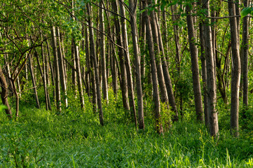 朝の光が差し込む森