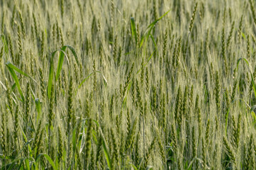 まだ青い麦の穂