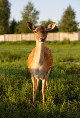 Young fallow deer standing on green grass at golden hour