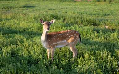 Fawn in green pasture with soft sunlight — wildlife close-up