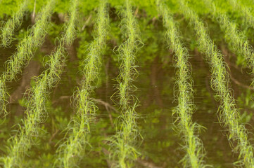 田植え後の田んぼ