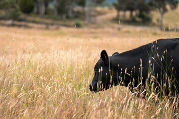 tall grass with seed heads with a herd of angus and murray grey cows, steers and bulls grazing on...