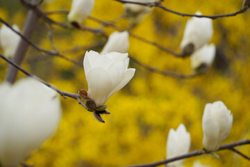 Close-up of  White Magnolia Blossoms with Yellow Forsythia in the Background