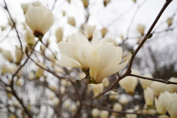 Close-up of blooming white magnolia flowers on tree branches