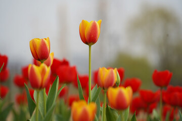 Colorful Tulips Blooming in a Spring Garden