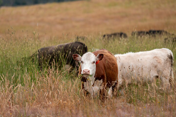 Obraz premium herd of angus cows in tall grass grazing at dusk in an australia. free range grass fed beef cattle