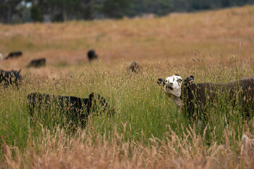 herd of regenerative agriculture free range beef cattle sustainable black stud wagyu cows in a field of tall long grass on an agricultural farm in outback australia. innovation in climate change