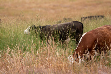 herd of angus cows in tall grass grazing at dusk in an australia. free range grass fed beef cattle