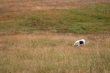 tall grass with seed heads with a herd of angus and murray grey cows, steers and bulls grazing on...