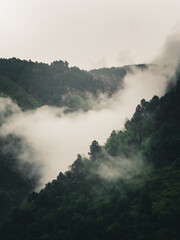 Fototapeta premium Misty Mountain Landscape with Dense Forest