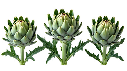 Obraz premium Three Artichokes on Transparent Background