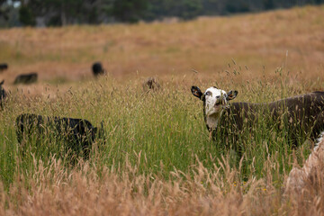 tall grass with seed heads with a herd of angus and murray grey cows, steers and bulls grazing on...
