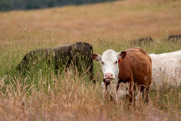 Obraz premium herd of regenerative agriculture free range beef cattle sustainable black stud wagyu cows in a field of tall long grass on an agricultural farm in outback australia. innovation in climate change