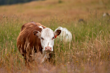 Fototapeta premium herd of angus cows in tall grass grazing at dusk in an australia. free range grass fed beef cattle