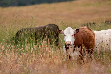 Naklejka premium herd of angus cows in tall grass grazing at dusk in an australia. free range grass fed beef cattle
