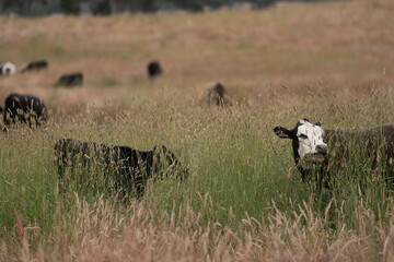 herd of regenerative agriculture free range beef cattle sustainable black stud wagyu cows in a...