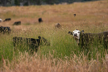 herd of angus cows in tall grass grazing at dusk in an australia. free range grass fed beef cattle