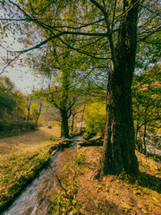 Naklejka premium Forest Stream in Autumn
