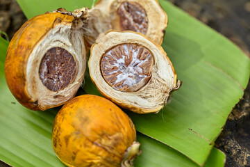 Close-up view of ripe betel nut on leaf