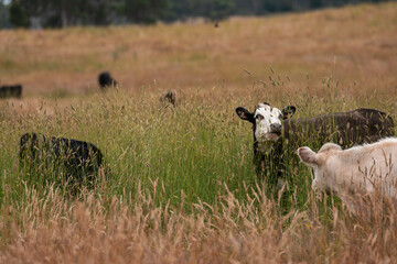 herd of regenerative agriculture free range beef cattle sustainable black stud wagyu cows in a field of tall long grass on an agricultural farm in outback australia. innovation in climate change