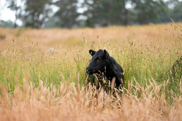 tall grass with seed heads with a herd of angus and murray grey cows, steers and bulls grazing on...