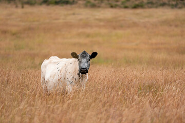 herd of regenerative agriculture free range beef cattle sustainable black stud wagyu cows in a field of tall long grass on an agricultural farm in outback australia. innovation in climate change
