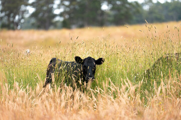 tall grass with seed heads with a herd of angus and murray grey cows, steers and bulls grazing on th e pasture and resting under a tree on a beautiful sustainable agriculture farm in summer