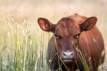 tall grass with seed heads with a herd of angus and murray grey cows, steers and bulls grazing on...