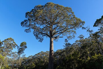 Majestic towering tree in forest