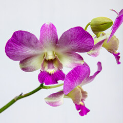 Tropical purple orchids with intricate petal patterns and vibrant color. Orchid flowers in a...