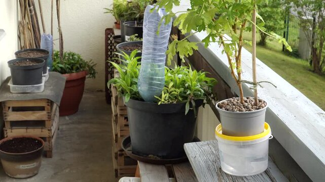 Houseplant smart watering systems. Two tipe potted plants watering samples: one of them, using moisture-absorbing fabric strips soaked in water, and the other - using PET bottle.
