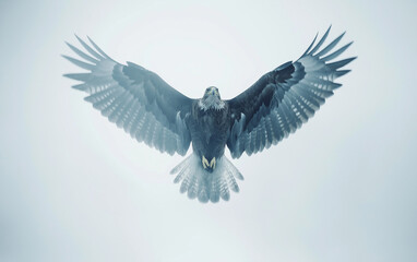 Fototapeta premium A flying eagle with wings spread