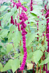 Amaranthus caudatus or Amaranthus edulis, mantegazzianus annual flowering plant. Names such as love...