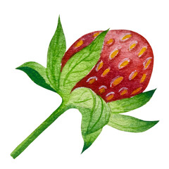 Strawberries watercolor clipart. Strawberry isolated, red berry and leaves on white background. Hand painted realistic illustration for tea, jam or natural cosmetics label