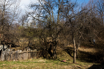 tree in the field