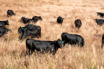 tall grass with seed heads with a herd of angus and murray grey cows, steers and bulls grazing on...