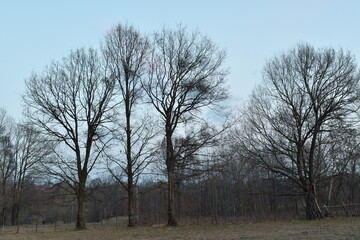 Fototapeta premium tree in the park