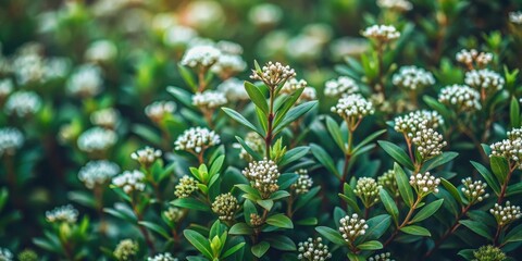 Obraz premium Dense Dark green bush foliage with small white flowers and delicate brown stems against a natural background