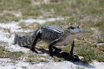 American Alligator Merritt Island National Wildlife Refuge Florida