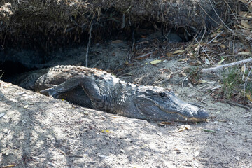 American Alligator Merritt Island National Wildlife Refuge Florida