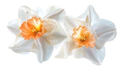 Obraz premium Vibrant Daffodil Flower Isolated on Transparent Background for Design Projects and Botanical Inspiration