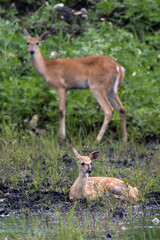 White-tailed Deer near Holey Land WMA in south Florida