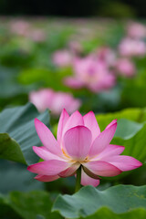 蓮池に咲く